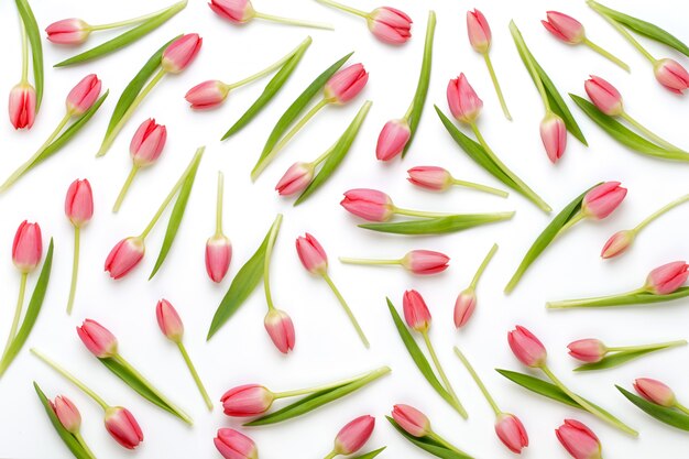 Padrão de tulipa rosa no bacjkground branco.