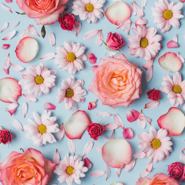 Foto padrão floral de botões de rosas, camomilas e pétalas em fundo azul.