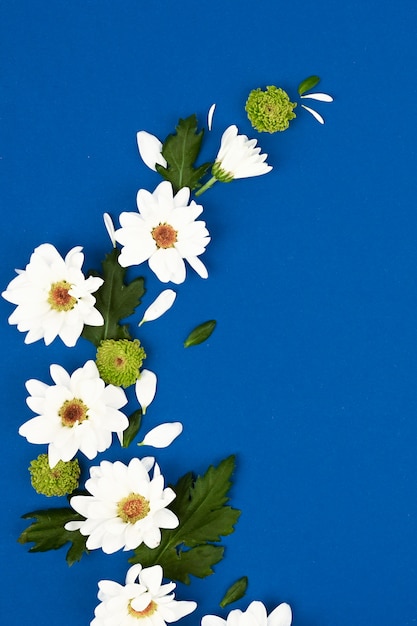 Padrão floral. Flores brancas sobre fundo azul. Espaço para texto. Vista superior, plana leigos.