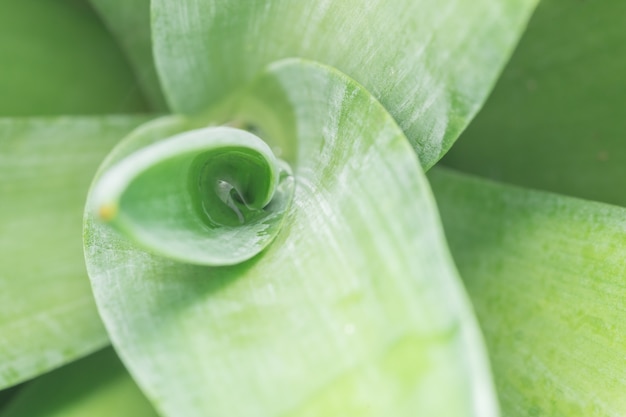 Padrão macro de fundo de folhas verdes