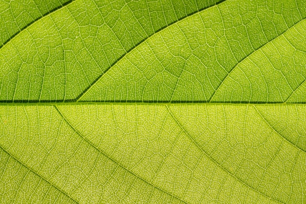 Padrão macro de fundo de folhas verdes