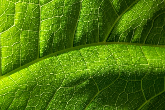 Padrão macro de fundo de folhas verdes