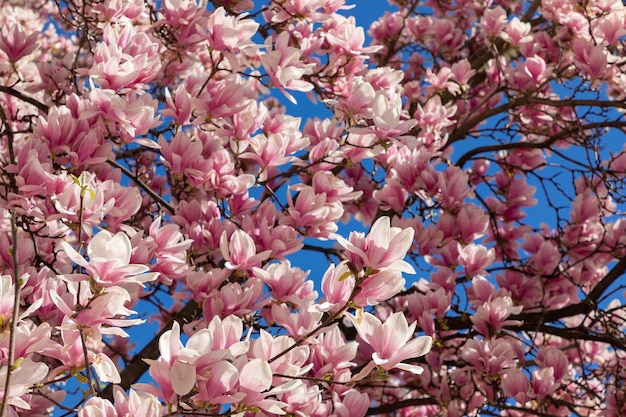 Padrão natural de flores frescas de magnólia no fundo do céu azul