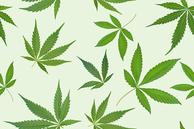 Padrão perfeito de folha de cannabis em fundo verde claro