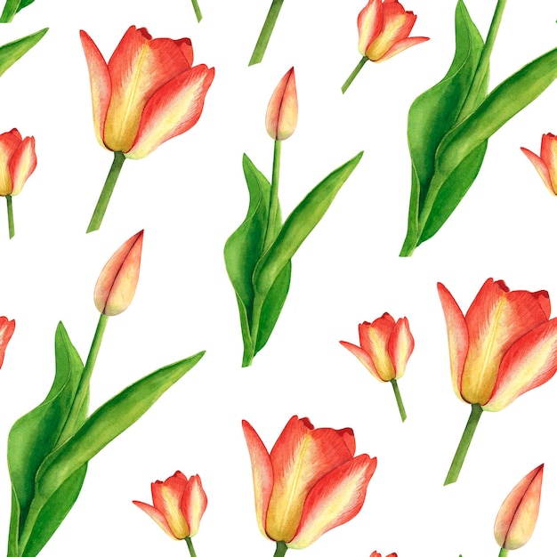 Padrão perfeito de tulipas vermelhas em fundo branco Ilustração de desenho de mão em aquarela Arte para decoração