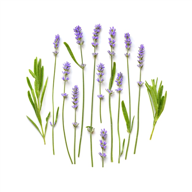 Padrão redondo de flores de lavanda em um fundo branco