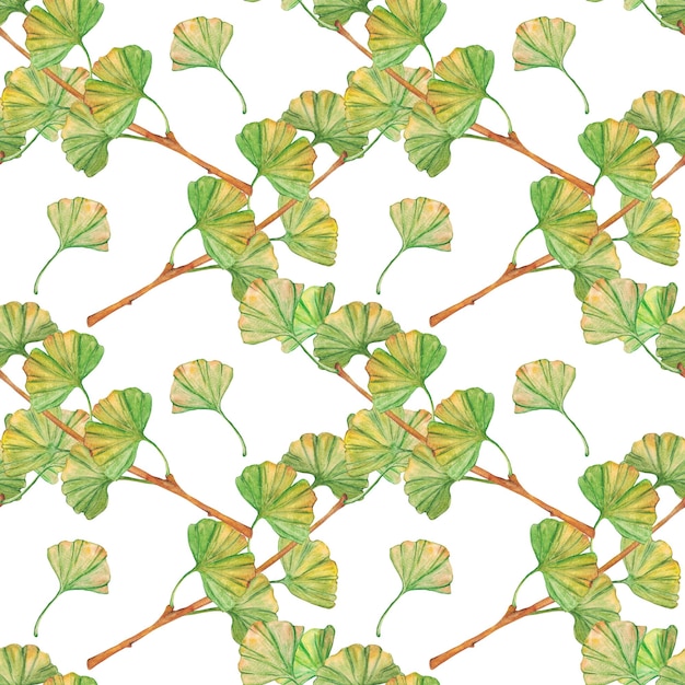 Padrão sem costura ginkgo biloba folhas verdes e amarelas impressão folhagem de botânica Ramos de aquarela Folhas clipart