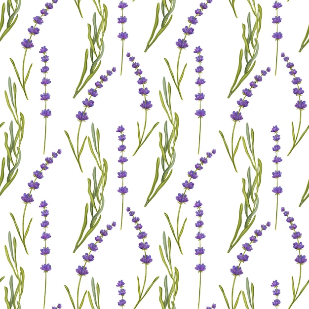 Padrão sem costuras sem fim flores de lavanda pano de fundo ilustração de aquarela fundo branco