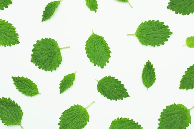 Foto padrão sem emenda com folha verde fresca no fundo branco