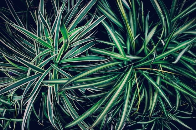 Padrão tropical de folha verde