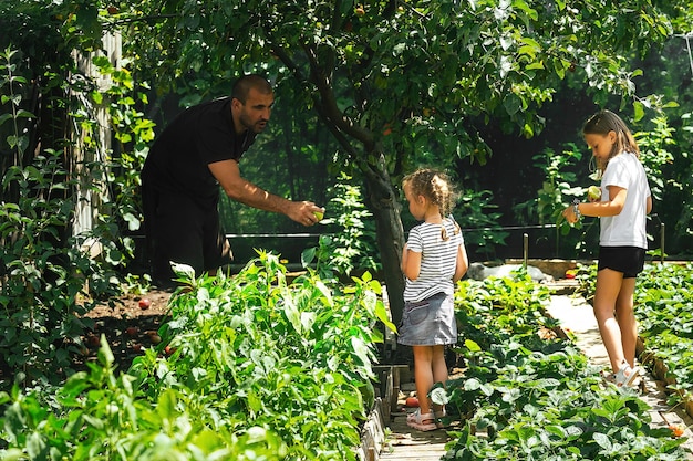 Padre y dos hijas pequeñas recogen frutas y verduras en su jardín en un día cálido y soleado