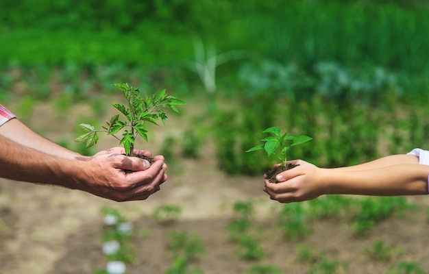 Padre e hija están plantando plántulas en el jardín.