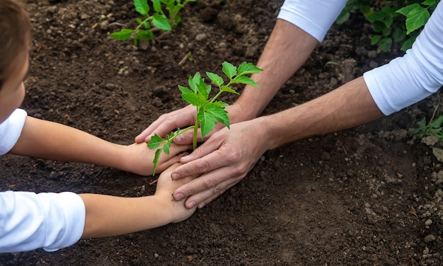 Padre e hijo están plantando una planta en el jardín.