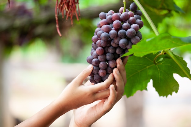 Padre e hijo mano comprobando y cosechando racimo de uvas rojas en el viñedo