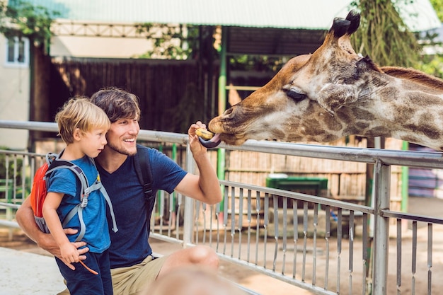 Padre e hijo viendo y alimentando jirafas en el zoológico. Niño feliz divirtiéndose con animales safari park en un cálido día de verano