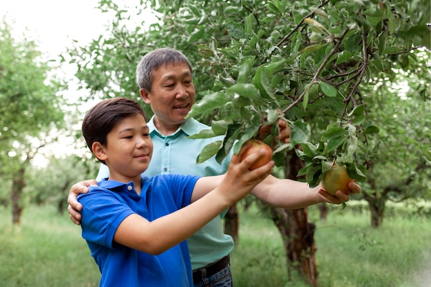 Padre y hijo asiáticos recogiendo manzanas maduras en el jardín niño coreano con padre anciano recogiendo frutas