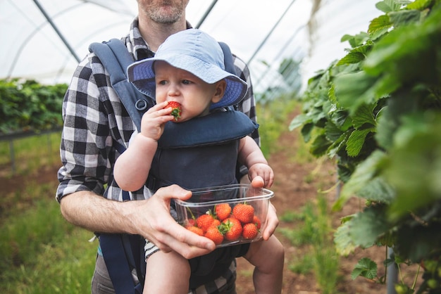 Un padre y un hijo disfrutan recogiendo fresas frescas juntos estilo de vida familiar