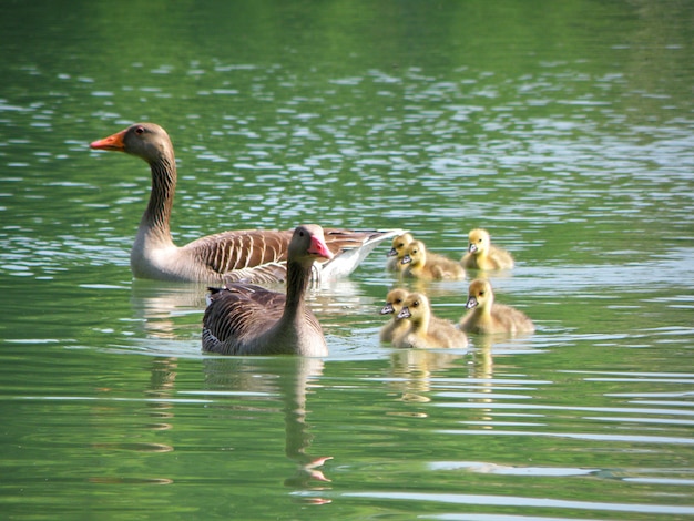 Padres patos marrones y patos bebés en el lago Leopoldskroner Weiher, Salzburgo, Austria