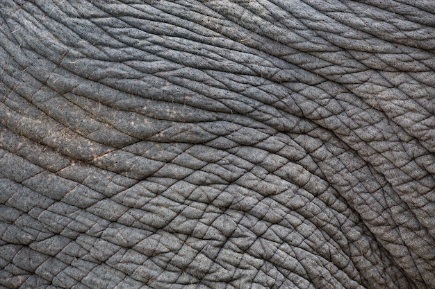 Foto padrões coloridos e pele de elefantes