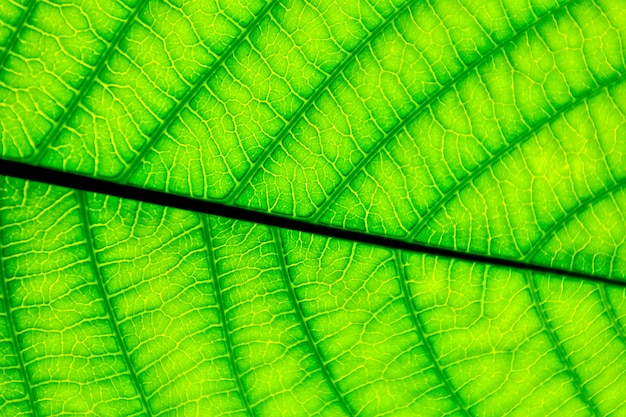 Padrões de folha verde perfeita - closeup