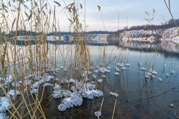 Padrões de gelo congelado de água nos arbustos de junco na margem do reservatório