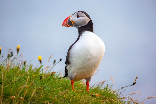 Paffin pájaro sentado en la hierba de la isla Archipiélago Heimaey Vestmannaeyjar Islandia