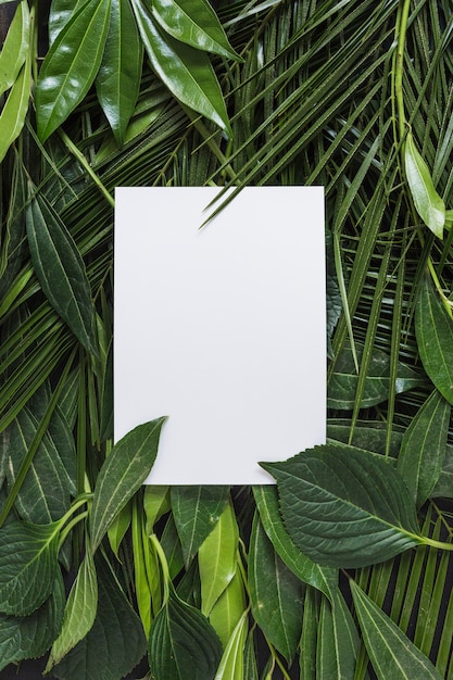 Foto página branca em branco, rodeada de folhas verdes
