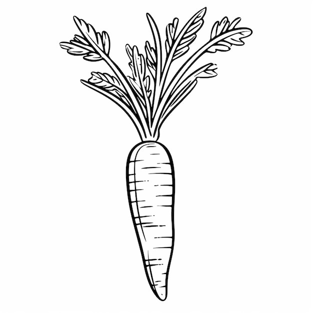 Foto página de colorear zanahorias