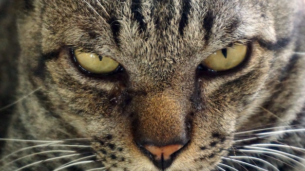 Página de perfil del gato, foco en ojos y cara.