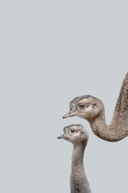 Foto página de portada con una madre avestruz con su lindo y curioso polluelo en un fondo gris sólido con espacio de copia concepto de conservación de la biodiversidad y la vida silvestre