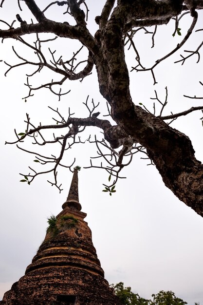 Pagoda vieja y árbol muerto