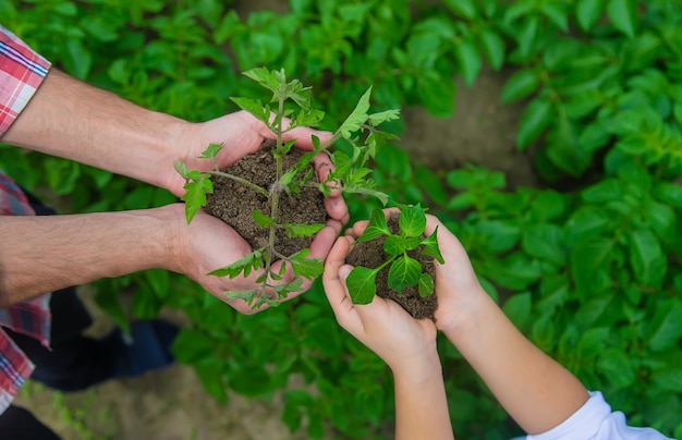 Pai e filha estão plantando mudas no jardim