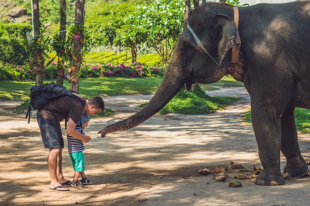 Pai e filho alimentam o elefante na floresta tropical