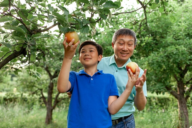 Pai e filho asiáticos velhos colhendo maçãs maduras no jardim menino coreano com pai idoso colhendo frutas