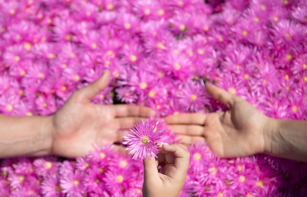 Pai mãe e filho juntos de mãos dadas perto de flores de ásteres rosa Gesto sinal de apoio e amor unidade união família Pais mãos no fundo de camomila violeta