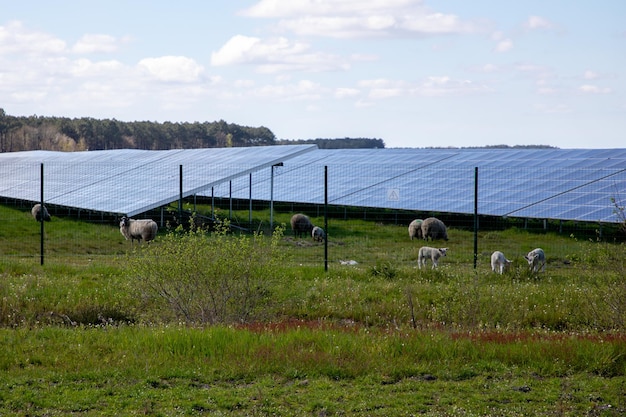 Painéis de energia solar com ovelhas pastando na fazenda de painéis solares do sistema fotovoltaico