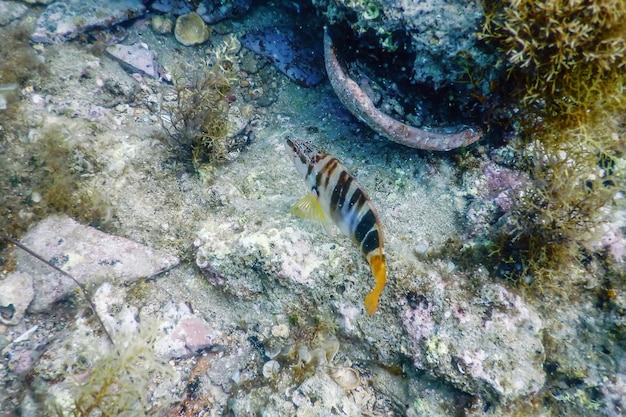 Foto painted comber (serranus scriba) mar mediterrâneo subaquático