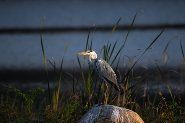 Painted Storks Wet land Water Bird ist ein großer Watvogel in der Storchenfamilie