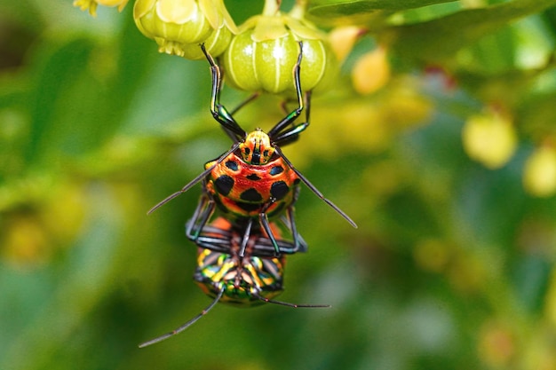 Pairing Indian Jewel Bug Makro Nahaufnahme Premium-Foto