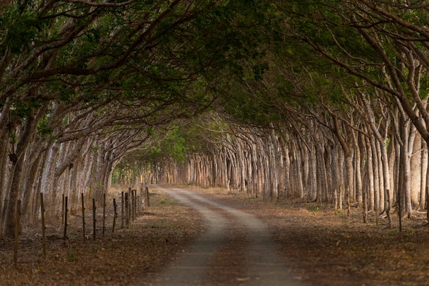 País por carretera y bosque verde en verano formando un túnel Pedasi Panamá América Central