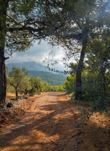 Un país por carretera y cúmulos en un bosque de pinos en la isla de Evia en Grecia