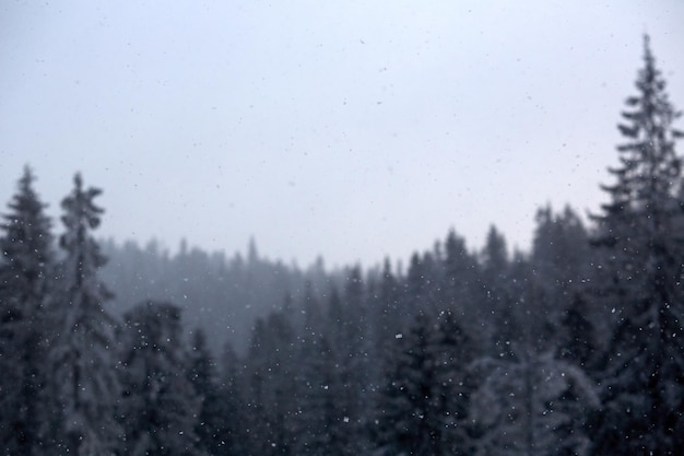 País das maravilhas do inverno com conceito de saudações de Natal de pinheiros com queda de neve