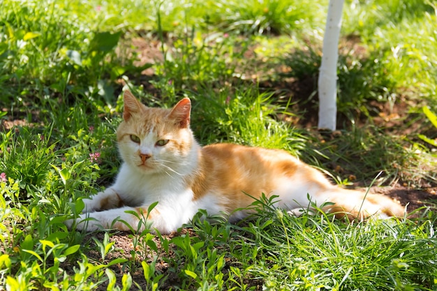 País gato rojo sobre la hierba