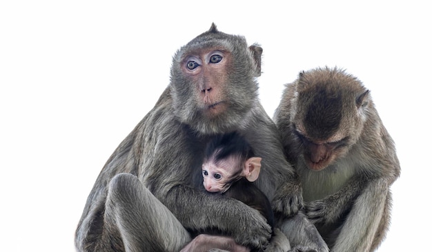 Pais macacos mães macacos e macacos bebês vivem juntos como uma família