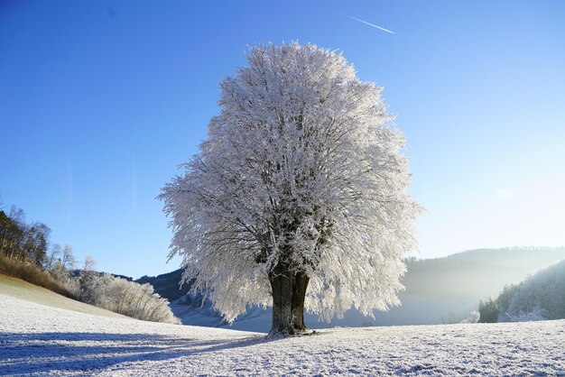 El país de las maravillas de invierno abraza la tranquilidad de los árboles cubiertos de nieve y los paisajes helados