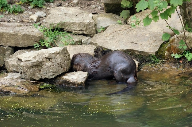 Foto paisagem à beira-mar com otter