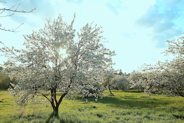 paisagem abstrata no jardim de maçã da primavera, fundo sazonal bonito