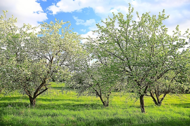 paisagem abstrata no jardim de maçã primavera, belo fundo sazonal