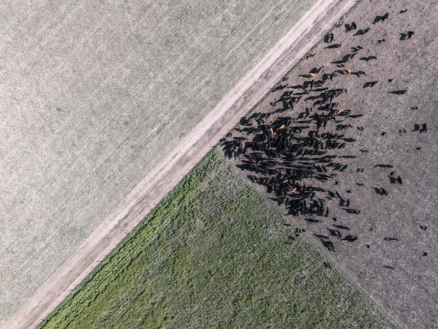 Paisagem aérea de vacas no campoBuenos Aires Argentina