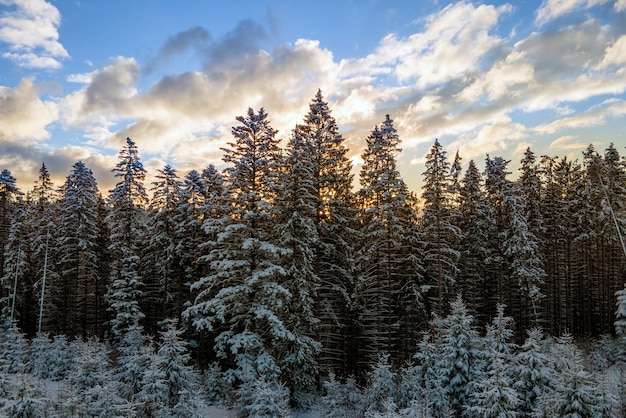 Paisagem aérea do inverno com árvores spruse da floresta coberta de neve nas montanhas frias à noite.